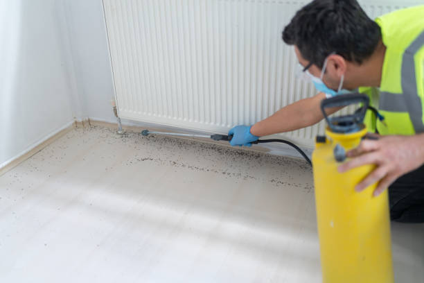 Wasp Removal Services in Lawton, IA